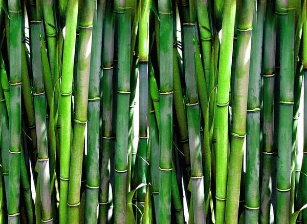 bamboo